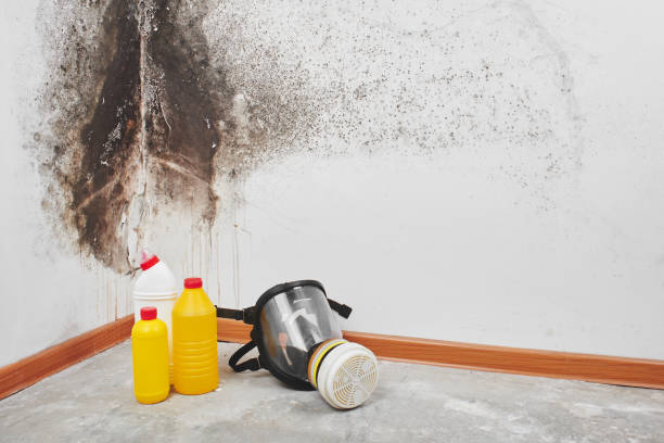 Best Mold Remediation Services  in Manchaca, TX