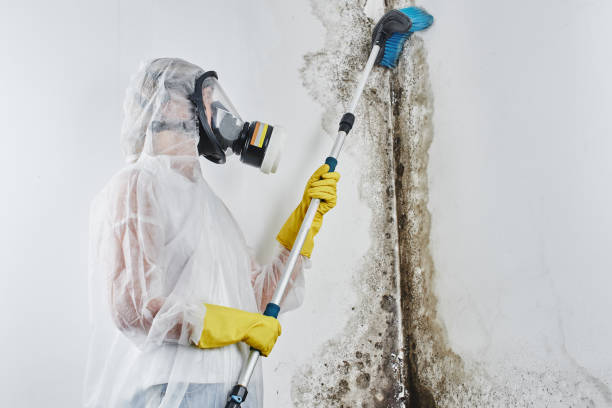 Best Mold Removal Process  in Manchaca, TX