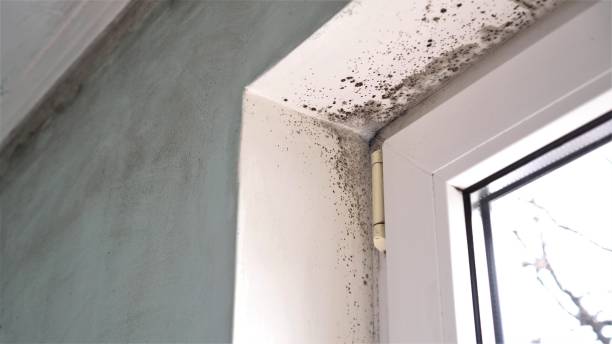 Best Mold Testing  in Manchaca, TX