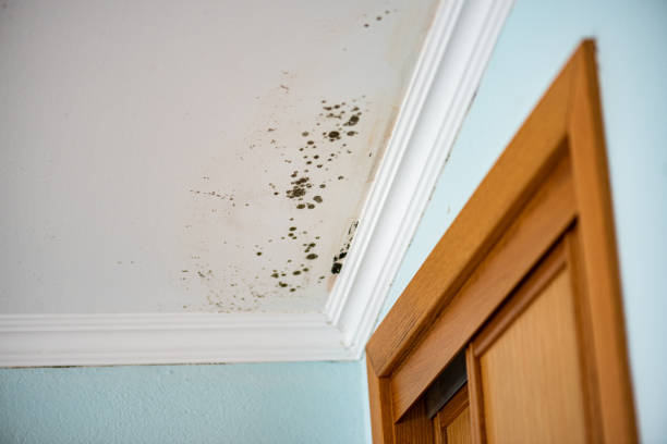 Mold Removal Process in Manchaca, TX