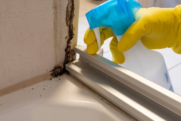 Best Mold Removal Company Near Me  in Manchaca, TX