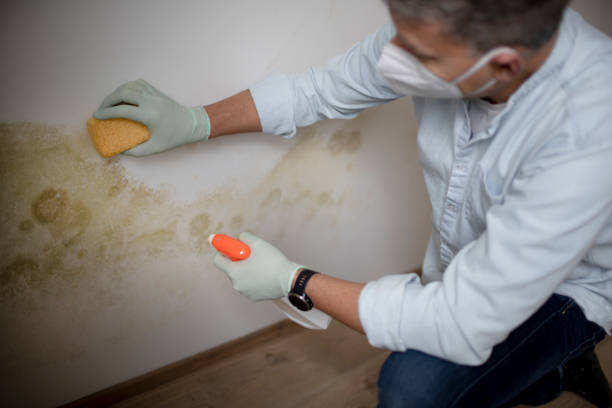 Best Attic Mold Removal  in Manchaca, TX