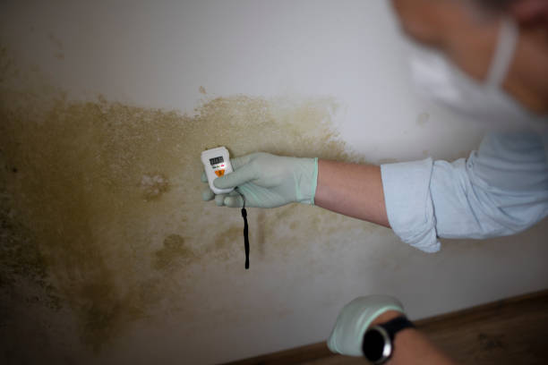 Best Mold Damage Repair  in Manchaca, TX