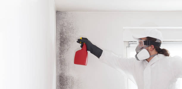 Best Toxic Mold Removal  in Manchaca, TX