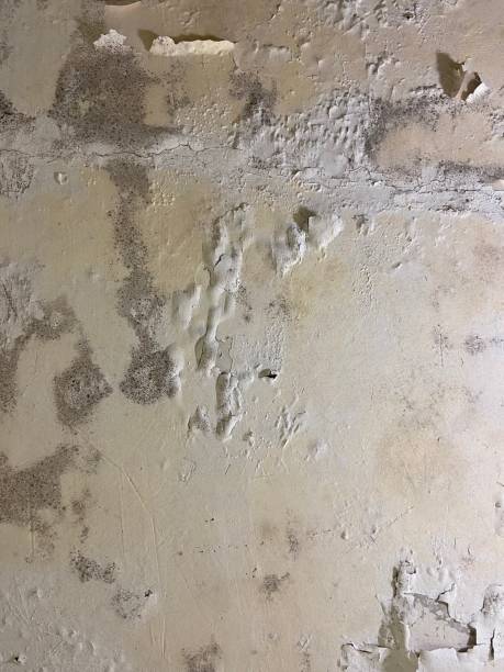 Reliable Manchaca, TX Mold Removal Solutions