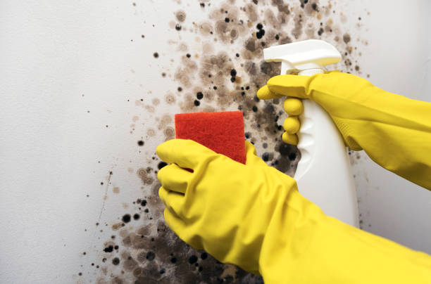 Home Mold Removal in Manchaca, TX