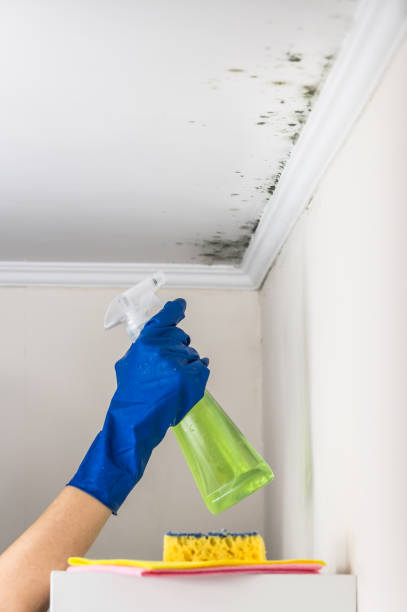 Best Emergency Mold Removal  in Manchaca, TX